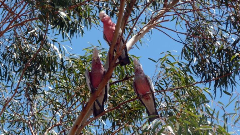 Galahs